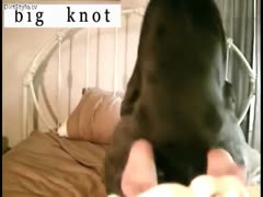 On her parents' bed, a cute, dark-haired girl is having sex with a dog.